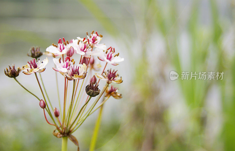 蒲草(Butomus umbellatus)